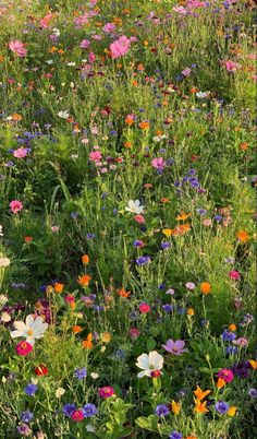 a field full of colorful wildflowers and other flowers