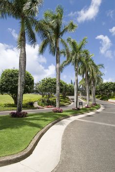 palm trees lined up along the side of a road in front of a lush green field