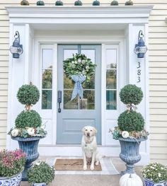 a dog sitting in front of a blue door with potted plants next to it