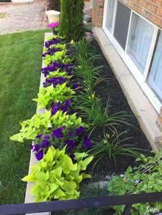 some purple and green plants in front of a house