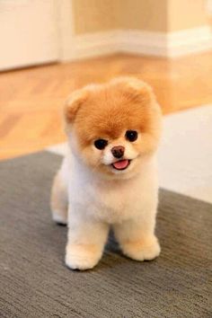 a small brown dog standing on top of a wooden floor