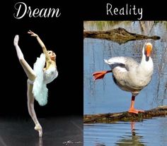 there are two different pictures one has a swan and the other is a pelican