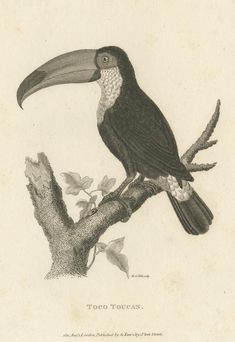 a drawing of a toucan sitting on top of a tree branch