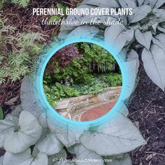 there is a blue circular mirror in the middle of some flowers and plants with text overlay that reads perennial ground cover plants