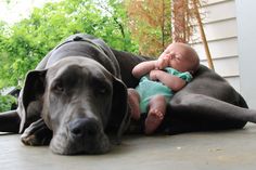 a baby laying on top of a large dog