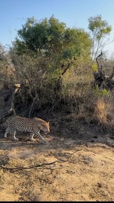 a cheetah walking on the side of a dirt road in front of trees