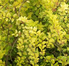 yellow leaves are growing on the branches of a bushy tree, with green foliage in the background