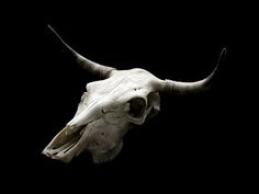 an animal skull is shown against a black background