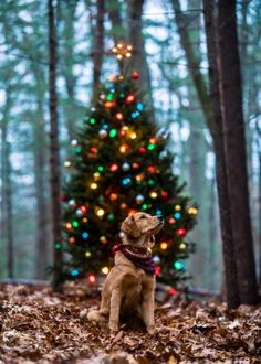 a brown dog sitting in front of a christmas tree