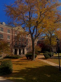 a tree in front of a brick building on a sunny day with blue skies above