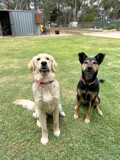 two dogs are sitting in the grass near each other and one is looking at the camera