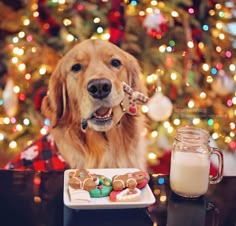 a golden retriever dog sitting in front of a christmas tree with cookies and milk