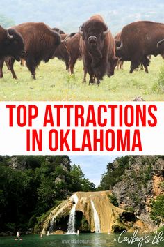 the ultimate guide to visiting the ultimate national park in the united states, including bison and waterfall