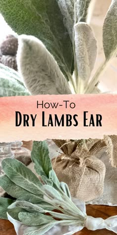 how to dry lamb's ear in the kitchen or dining room with this simple trick