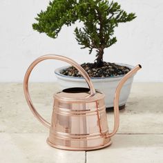 a bonsai tree in a copper watering can