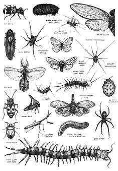 an illustration of bugs and insects