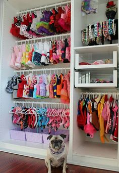 a pug dog sitting in front of a closet full of children's clothing