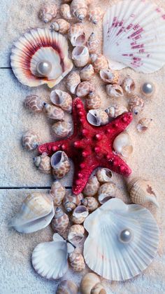 seashells and starfish are arranged on the beach sand, with shells scattered around them