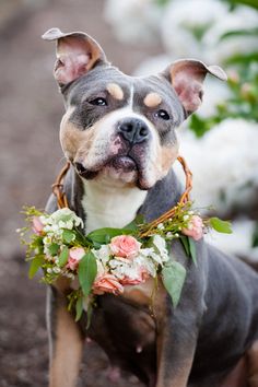 the dog is wearing a flower crown around his neck