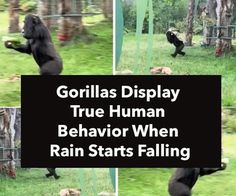 gorillas display true human behavior when rain starts falling