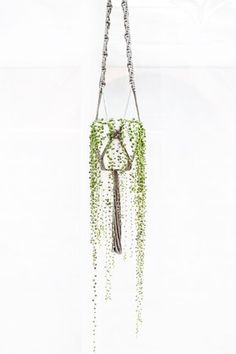 a plant hanging from the side of a white wall