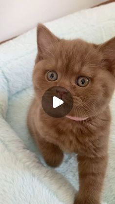 a small brown kitten sitting on top of a bed