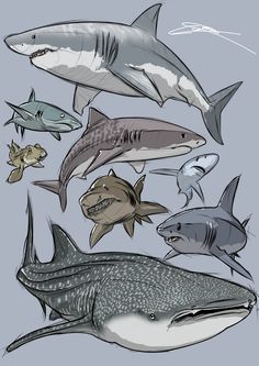 various types of sharks are shown in this drawing