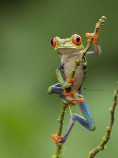 a red eyed tree frog sitting on a branch