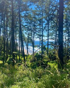 trees and grass are in the foreground, with an ocean in the back ground