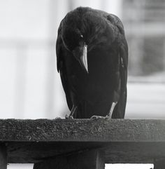 a black bird sitting on top of a wooden bench