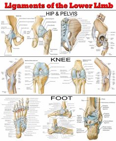 an image of the hip and pel girdus bones with text below it