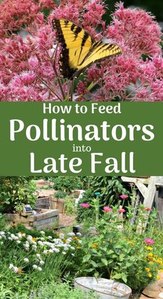 the cover of how to feed pollinators into late fall