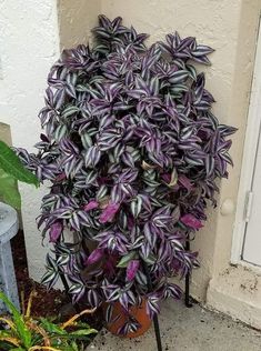 a potted plant with purple and green leaves next to a white door on the side of a building