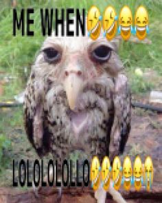 an owl with many emoticions on it's face and the words me when lololollololololololololololo