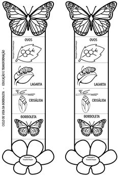 butterflies and flowers with their names in spanish