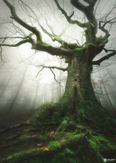 an old tree with green moss growing on it's roots in the foggy forest