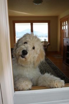 a shaggy white dog sitting on top of a door mat in front of a window