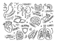 hand drawn doodle style illustration of the human heart, lungs and other organ systems