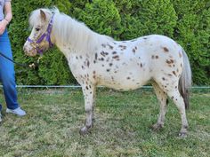 a white and brown horse standing on top of a grass covered field next to a woman