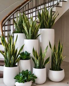 Farmhouse Indoor Plants, Snake Repellant Plants, Natural Air Purifier, Window Plants, Snake Plants, Plant Hacks, Improve Indoor Air Quality, Patio Garden Design