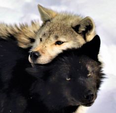 two gray wolfs cuddle together in the snow