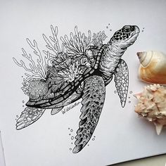 a drawing of a sea turtle on top of a piece of paper next to some seashells