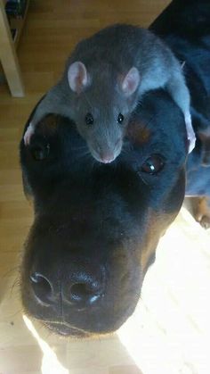 a rat sitting on the back of a dog's head next to another animal