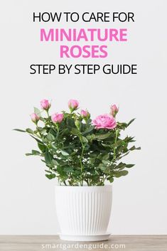 a white vase filled with pink roses sitting on top of a wooden table next to the words, how to care for miniature roses step by step guide