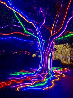 colorful lights on trees and walkways at night