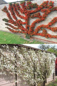 two pictures side by side with flowers growing on the wall