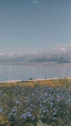 a man is flying a kite in the sky over some flowers and water with mountains in the background