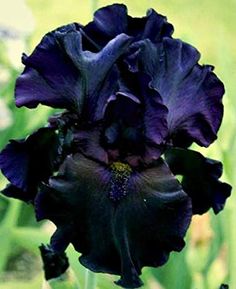 a close up of a purple flower in a field