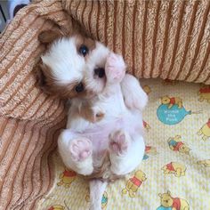 a small white and brown dog sitting on top of a bed