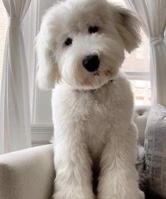 a small white dog sitting on top of a couch next to a window with curtains